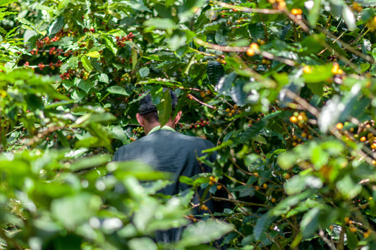 Kaffeebauer auf Plantage in El Salvador zwischen Kaffeepflanzen