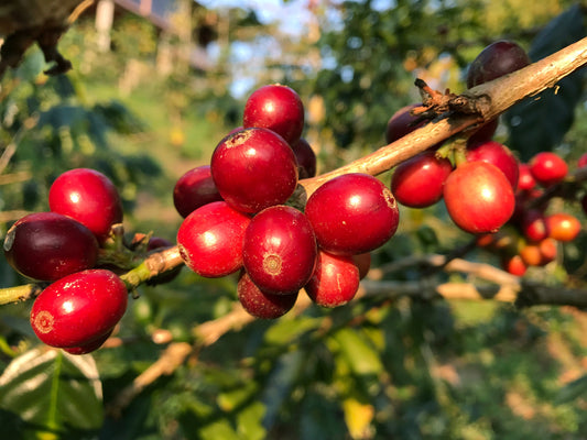 Kaffeepflanze mit reifen Kaffeekirschen am Strauch