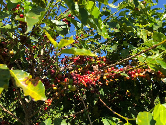 Calmo Kaffee: Kaffeeplantage in Brasilien, Cerrado - Kaffeepflanze mit roten Kaffeekirschen