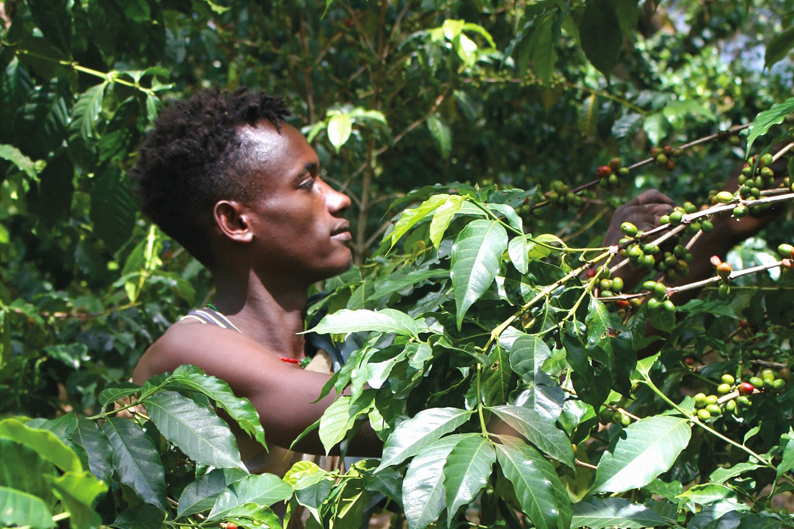 Junger Mann erntet reife Kaffeekirschen - Cascara - auf eine Kaffeeplantage Farm in Äthiopien