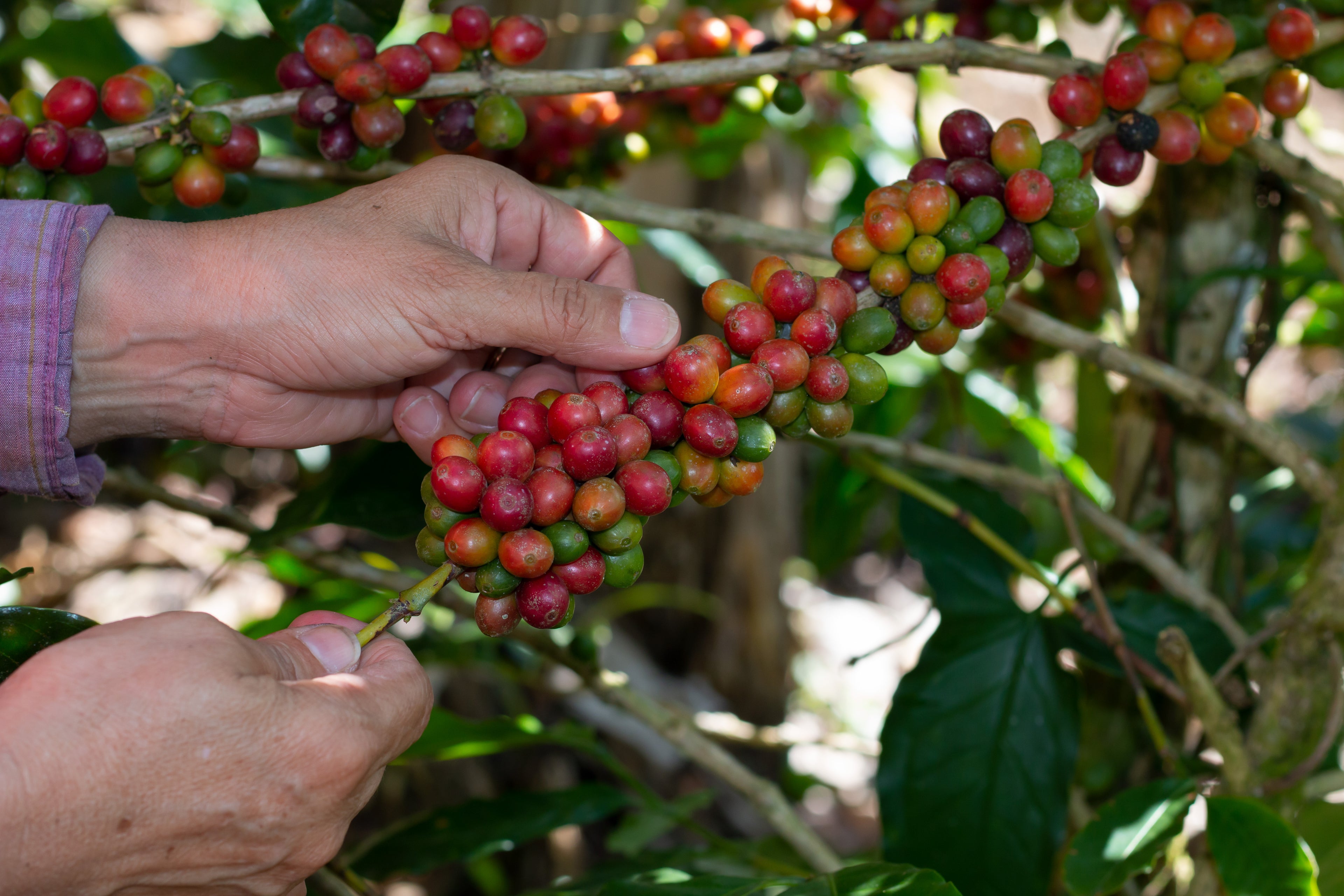 Handernte von reifen Kaffeekirschen in einer Kaffeeplantage in Nicaragua