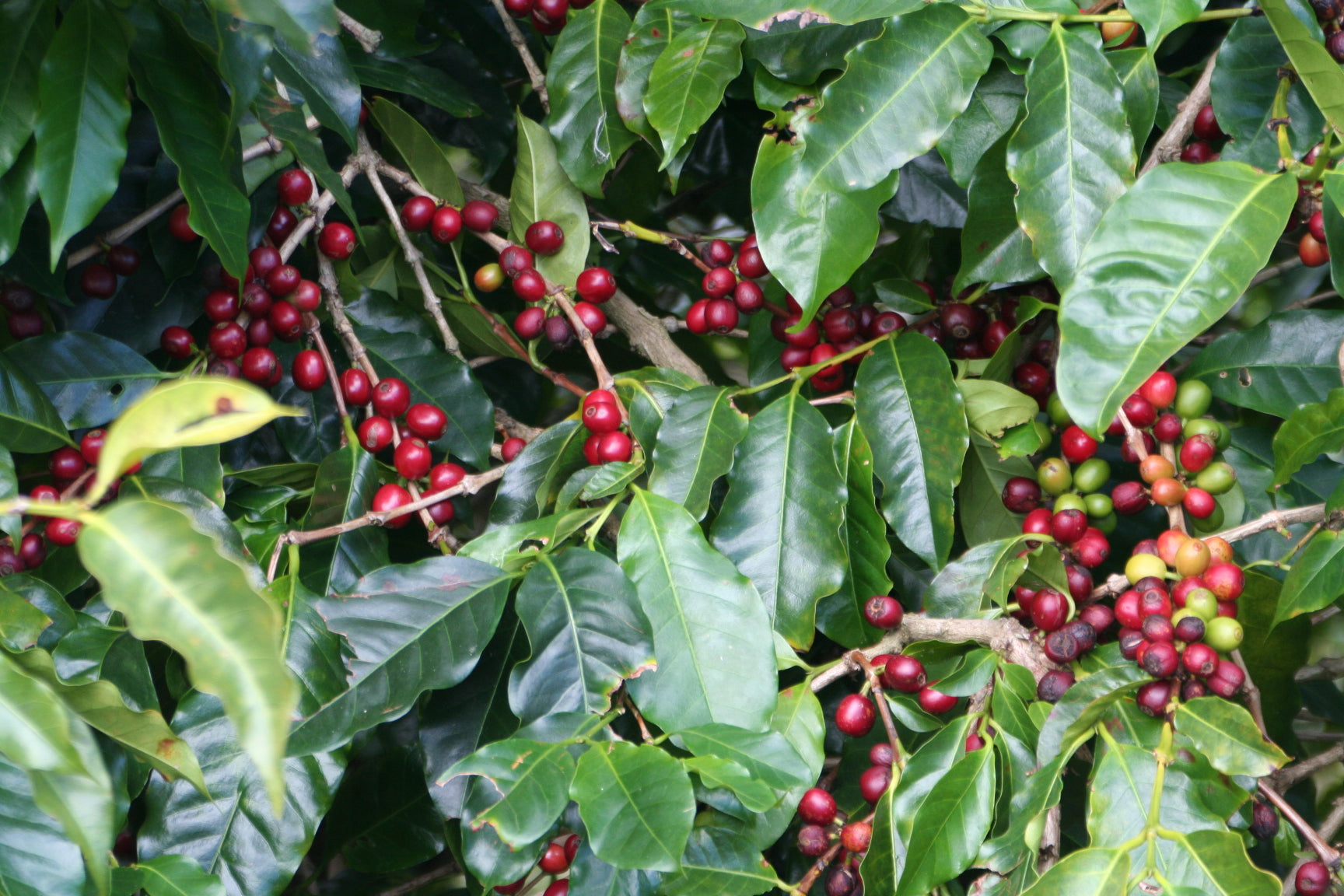 Kaffeepflanze: rote Kaffeekirschen_Cauca_plantage_Kolumbien