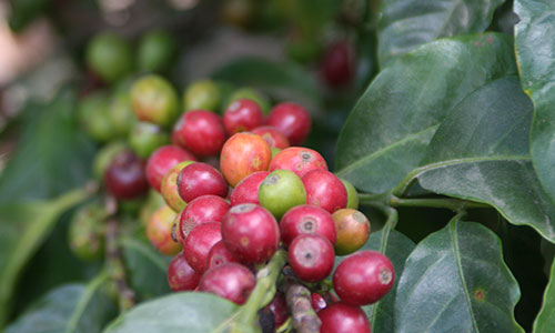 Tempixque Kaffeeplantage Guatemala, antigua: Kaffeepflanze mit roten kaffeekirschen