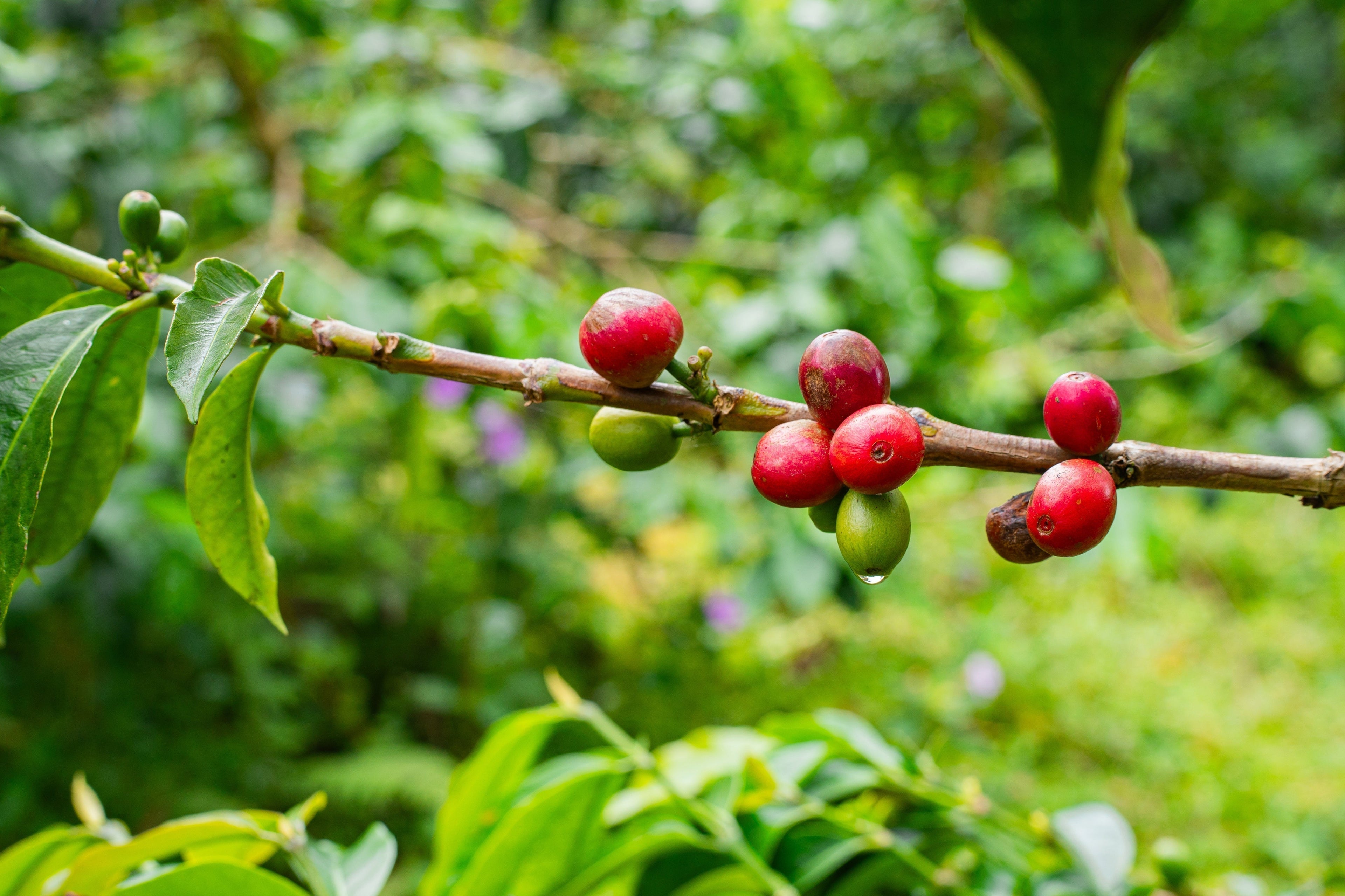 Robstapflanze mit Kaffeekirschen dran