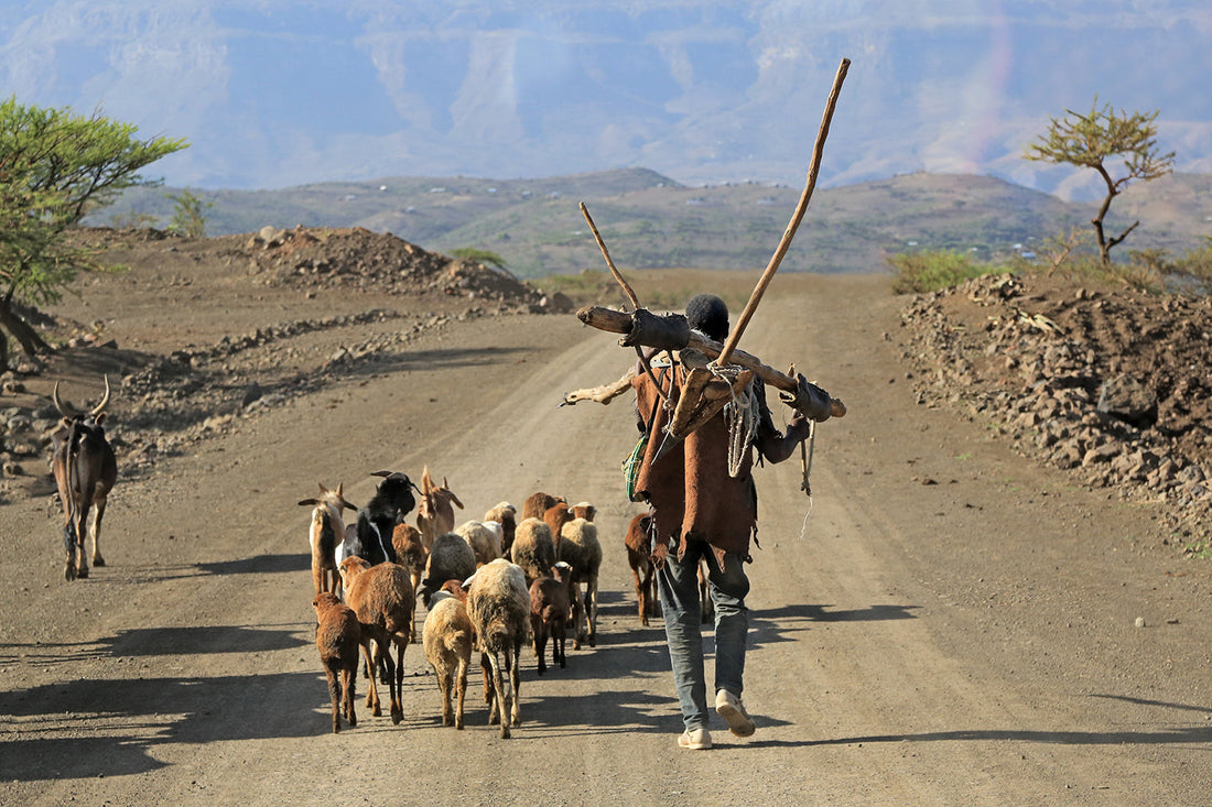 Ziegenhirte in Afrika mit seinen Ziegen