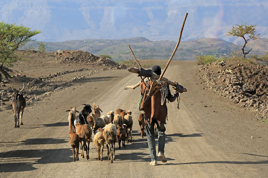Ziegenhirte in Afrika mit seinen Ziegen