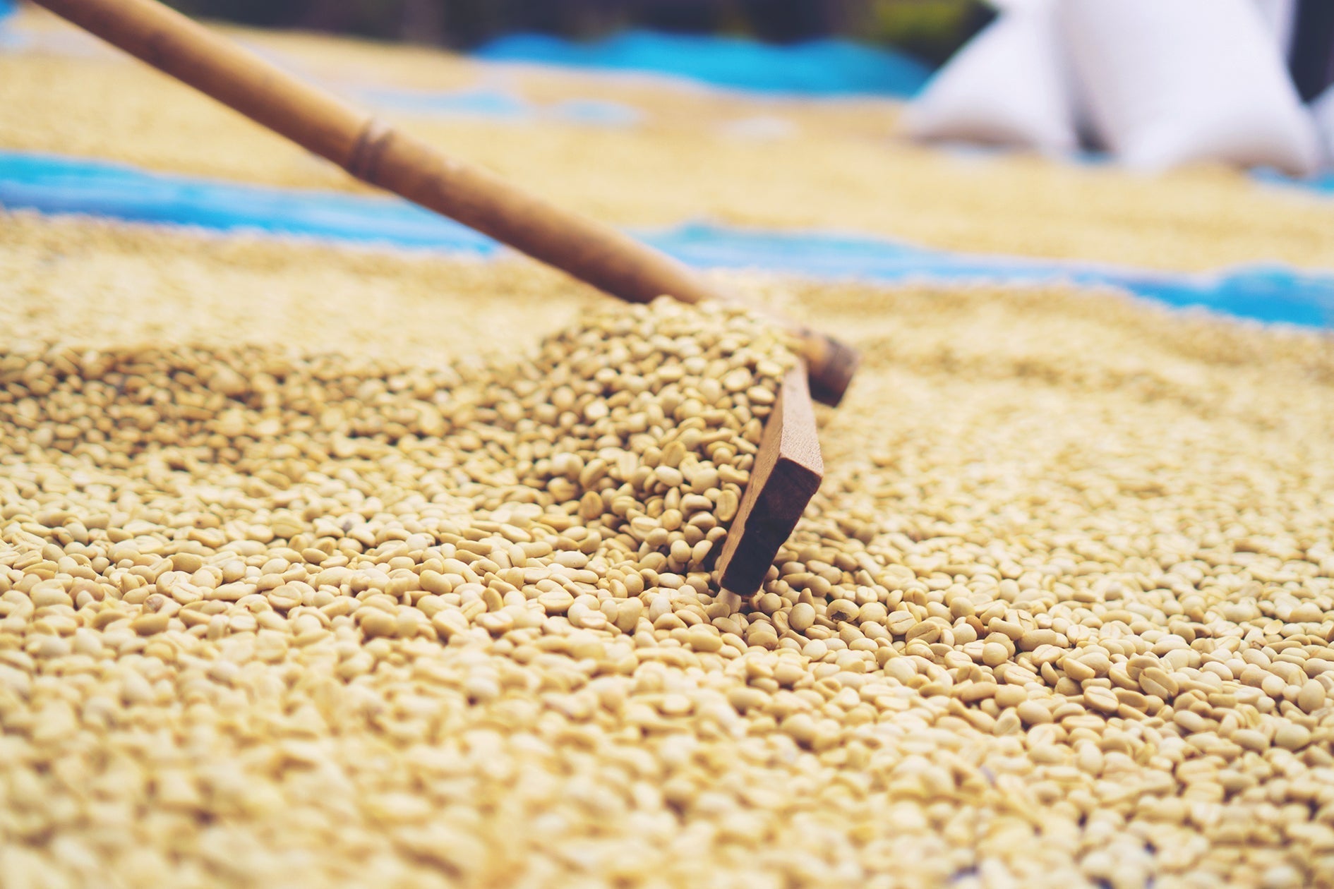 Kaffeeaufbereitung: trockene aufbereitung von Kaffeebohnen