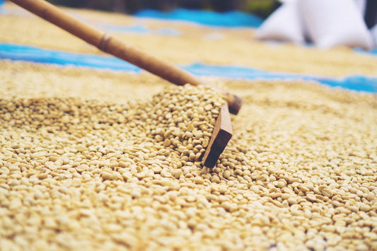 Kaffeeaufbereitung: trockene aufbereitung von Kaffeebohnen