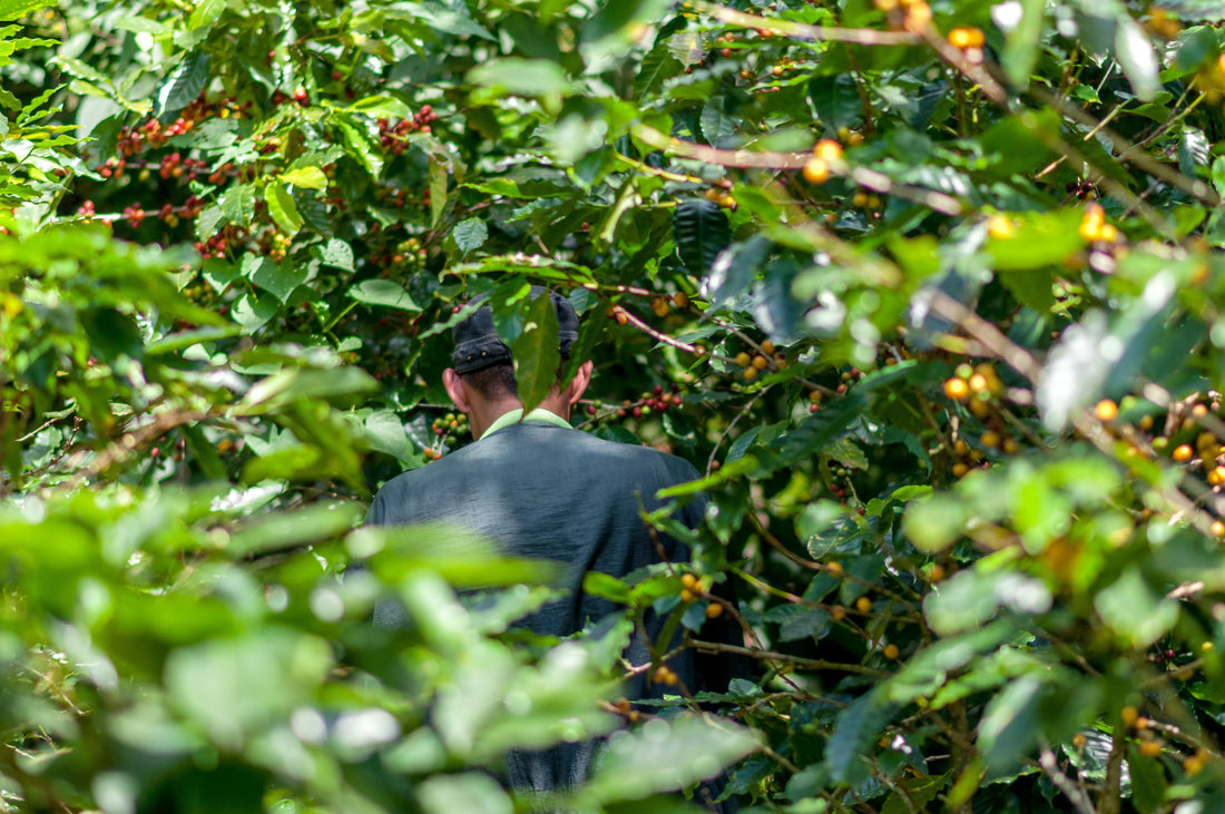 Kaffeebauer auf Plantage in El Salvador zwischen Kaffeepflanzen