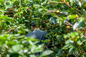 Kaffeebauer auf Plantage in El Salvador zwischen Kaffeepflanzen