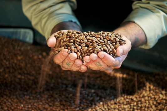 geröstete Kaffeebohnen in Händen vom Röster