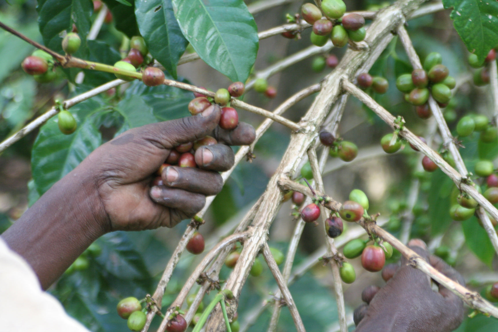 Kaffeeplantage: Handernte von Kaffeekirschen