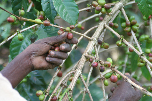 Kaffeeplantage: Handernte von Kaffeekirschen