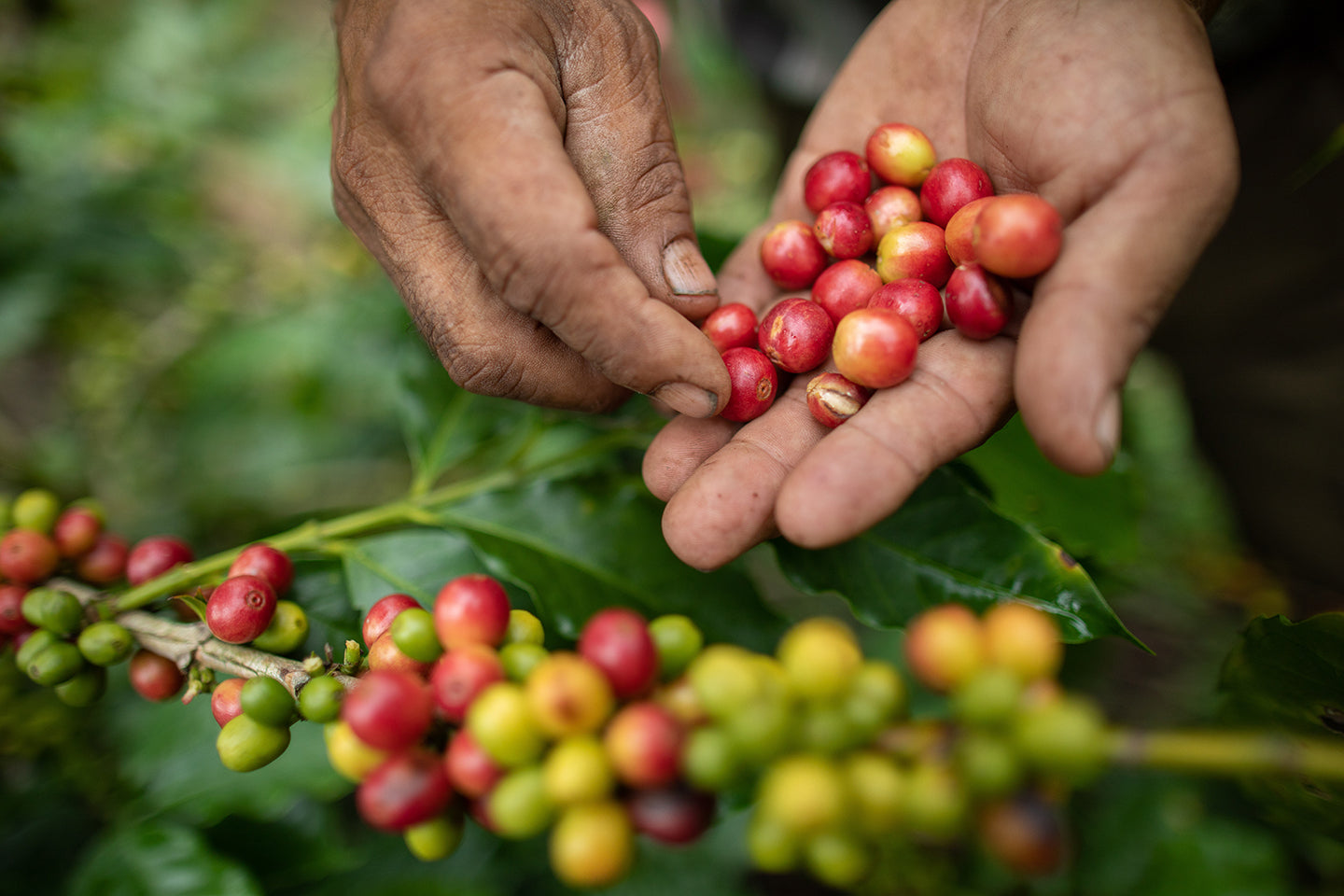 Handgeerntete rote Kaffeekirschen in der Hand