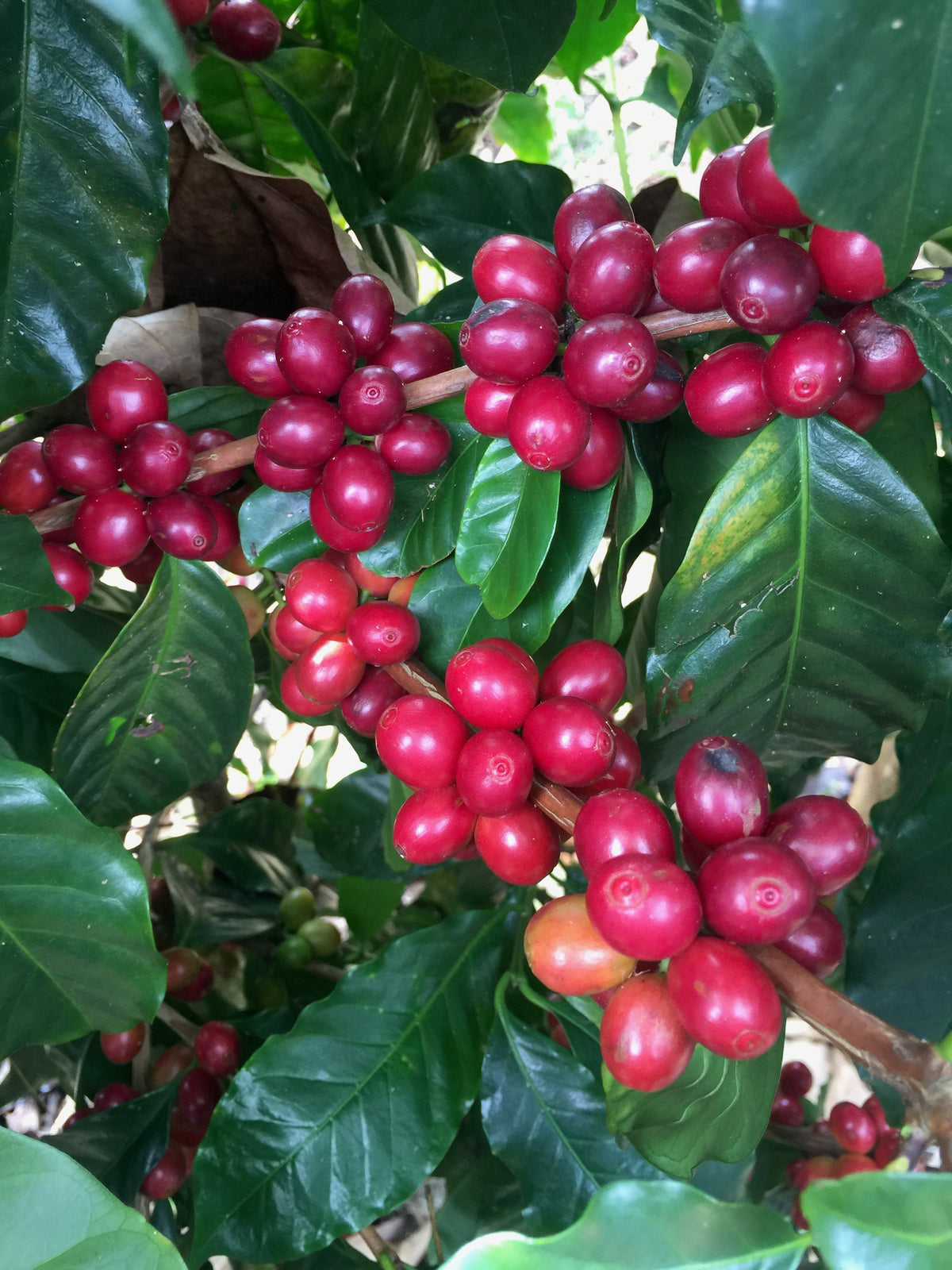 Aricha Kaffeeplantage in Äthopien, Yirgacheffe: Kaffeepflanze mit roten Kaffeekirschen