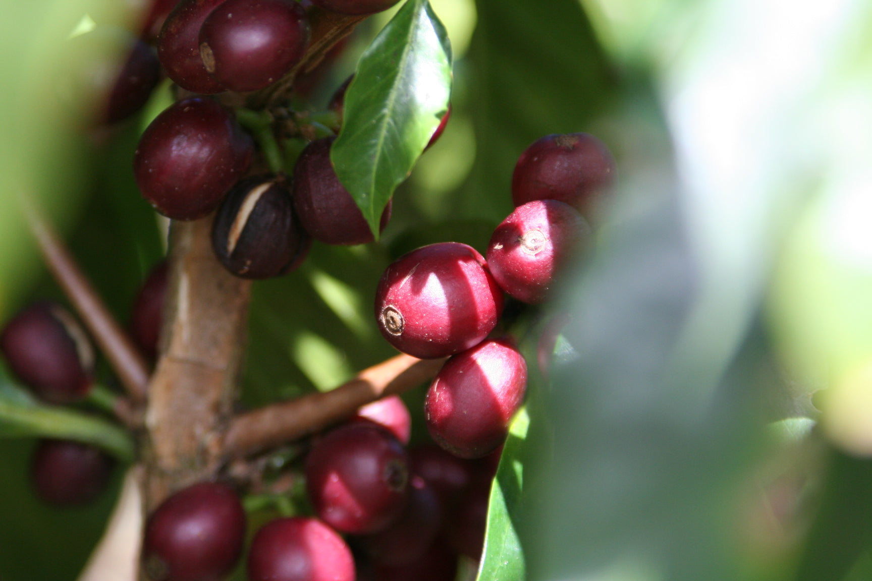 Bom Dia Kaffeeplantagen in Brasilien-Vietnam: Kaffeepflanze mit roten Kaffeekirschen