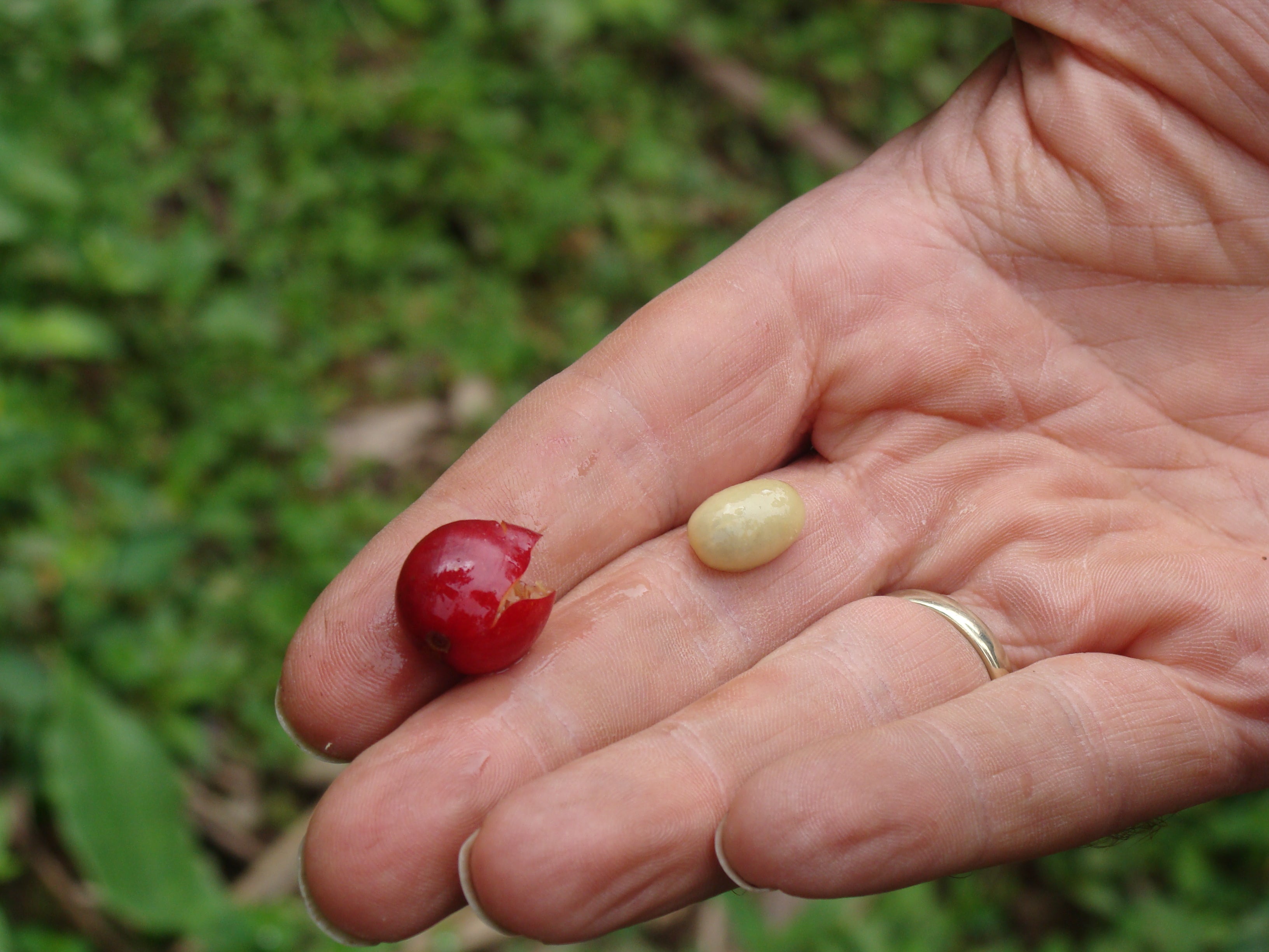 Aufgebrochene Kaffeekirsche und frische Kaffeebohne in der Hand – geerntet auf der Doto Kaffeeplantage in Tansania