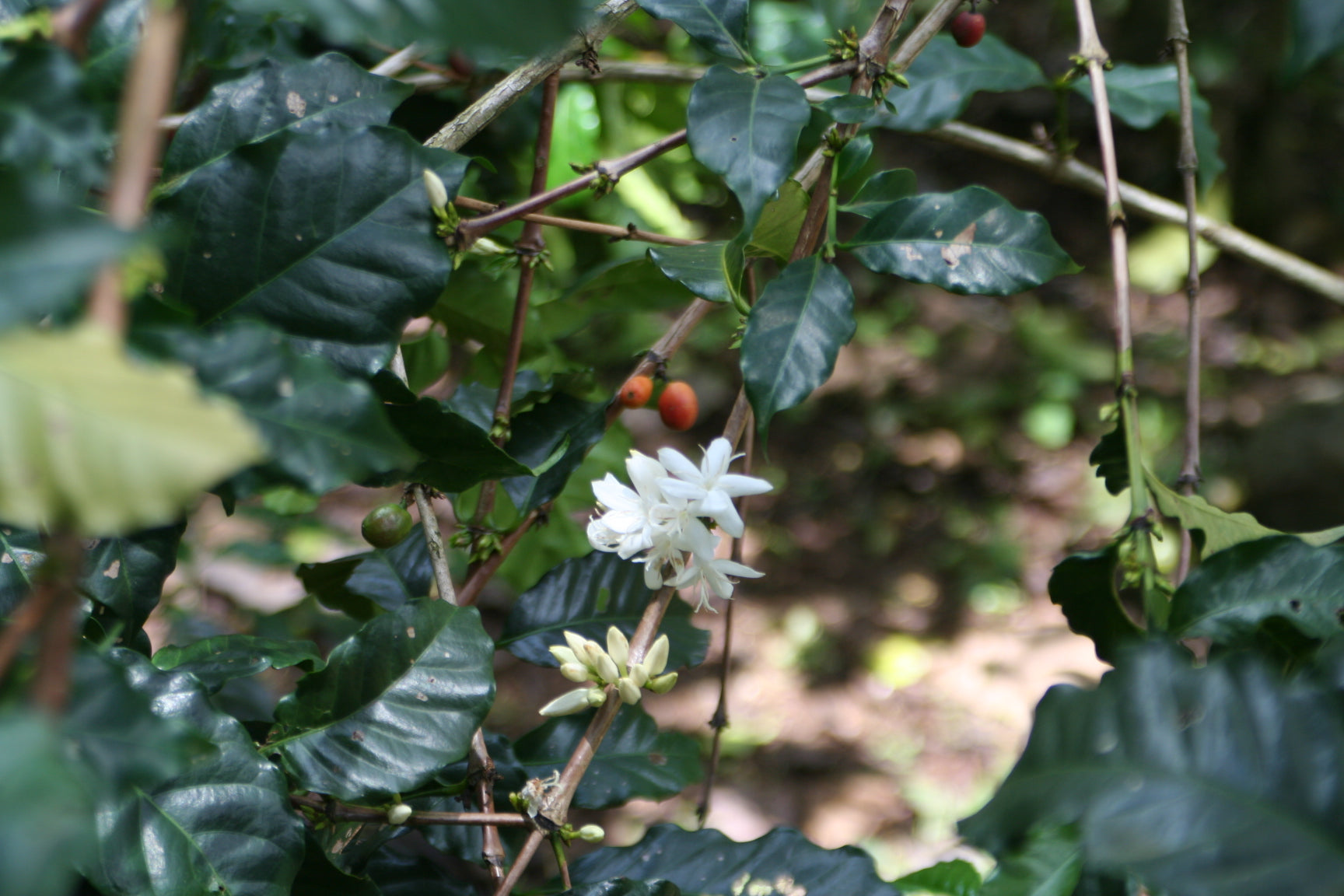 Esperanza Kaffeeplantage in Meciko, Chiapas: blühende Kaffeepflanze