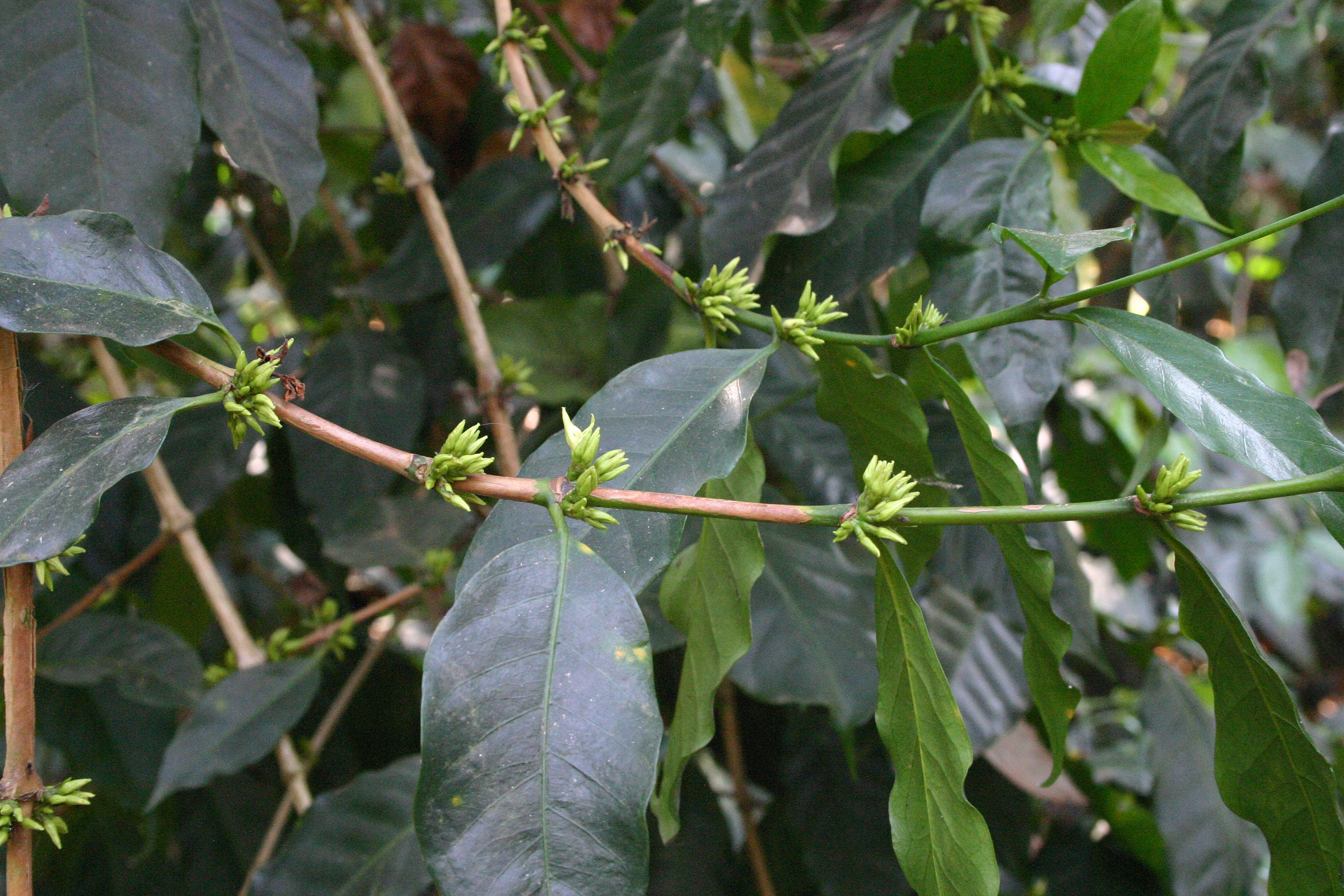 Intenso Kaffeeplantage in Indien, Kerala: Kaffeepflanze mit bald blühenden Blüten