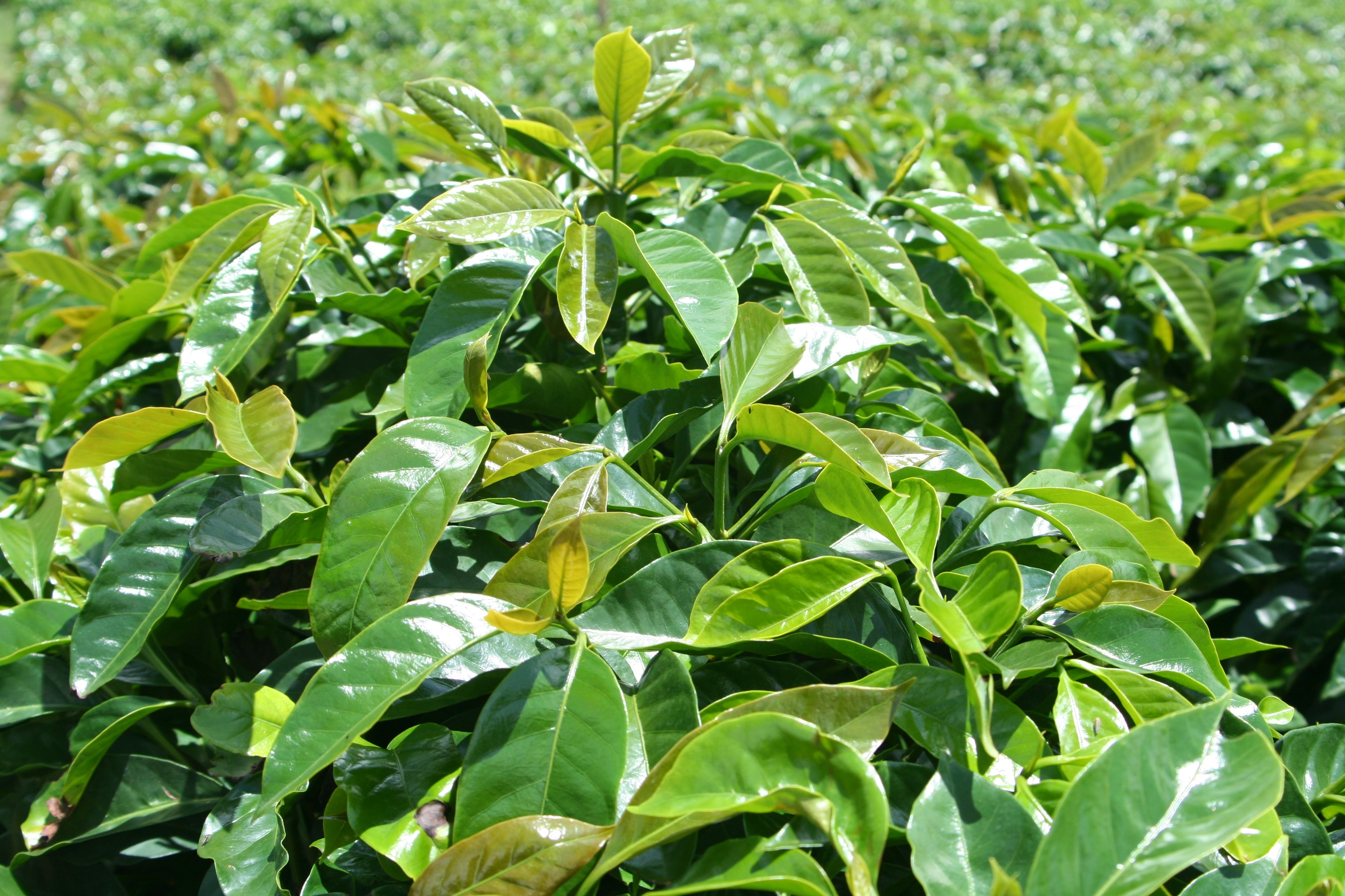 Kamera-Kaffeeplantage in Ruanda, Kaffeepflanzen