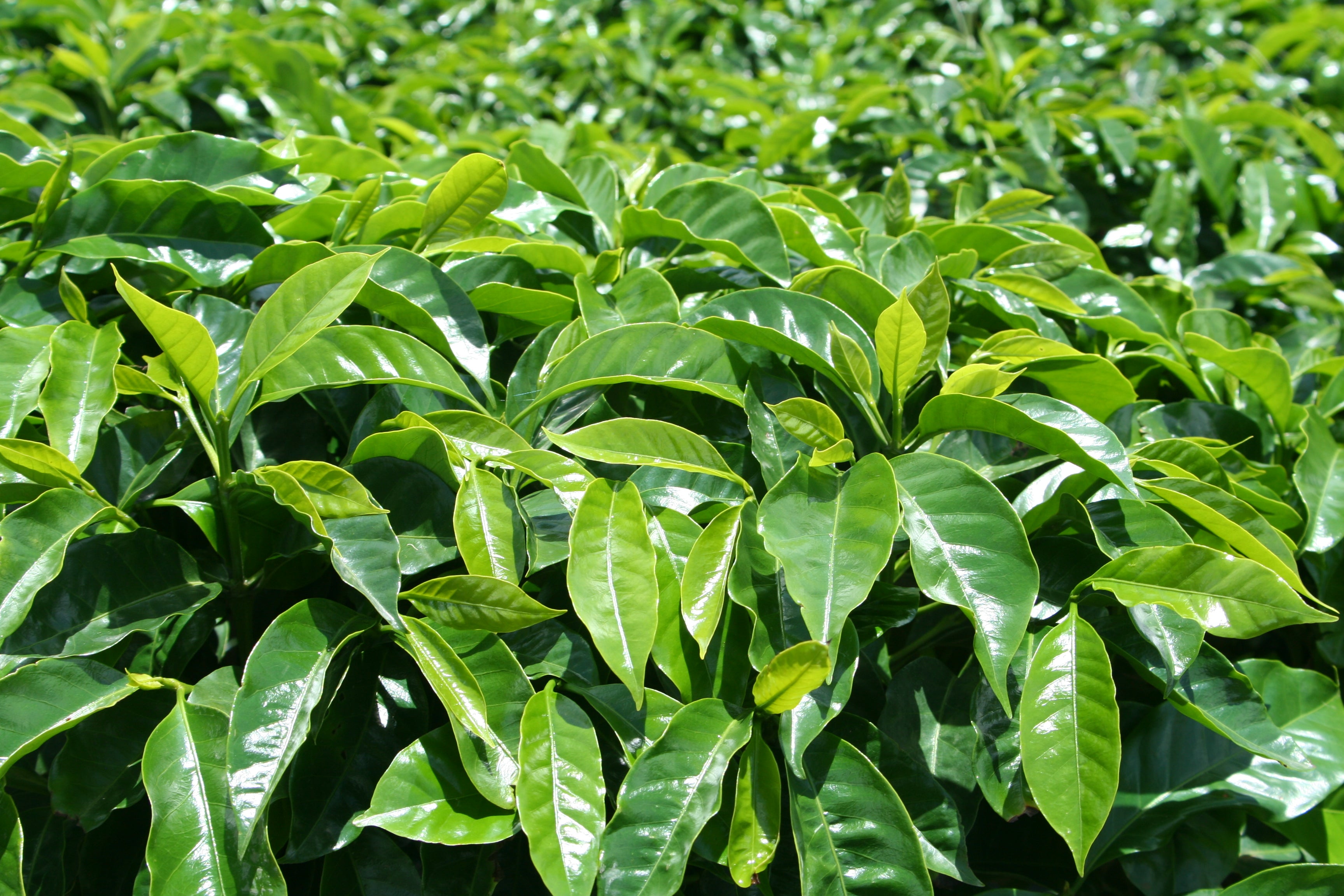 Karibu Kaffeeplantage in Kenia, Nyeri: Kaffeepflanzen