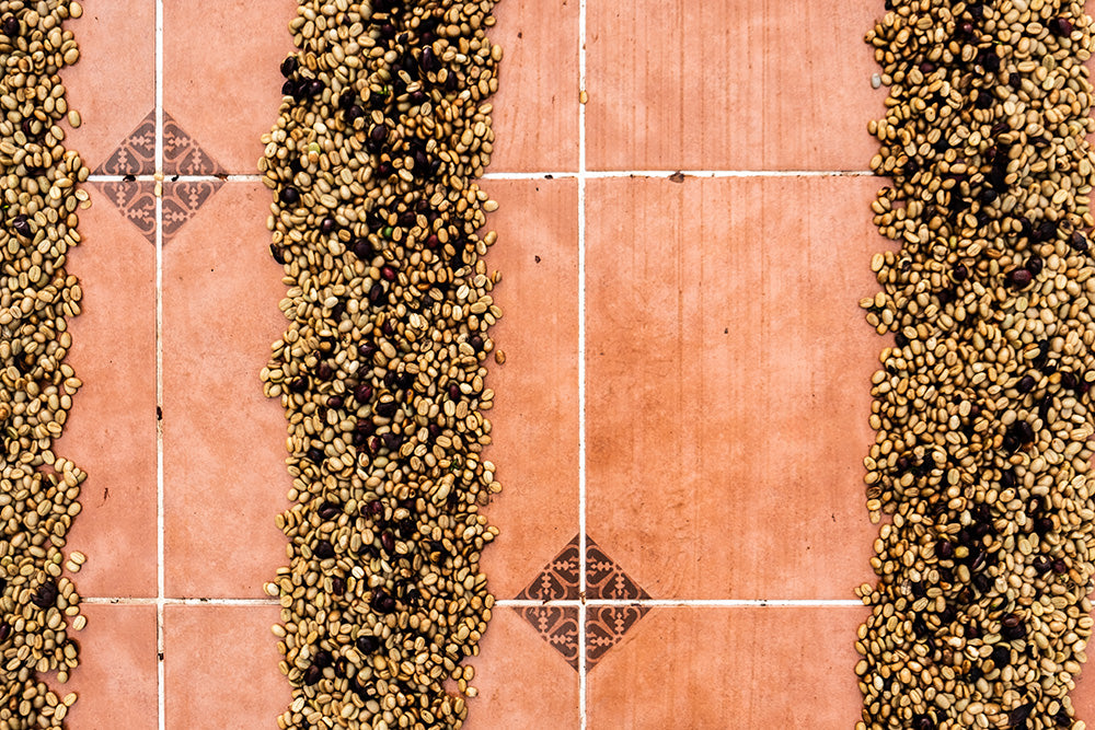 Hellgrüne, gewaschene Aquiares Costa Rica Kaffeebohnen trocknen in Reihen auf braunen Fliesen, von oben fotografiert