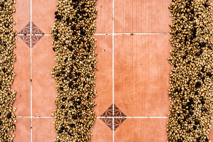 Hellgrüne, gewaschene Aquiares Costa Rica Kaffeebohnen trocknen in Reihen auf braunen Fliesen, von oben fotografiert