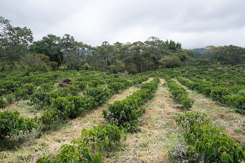 Aquiares Costa Rica Kaffeeplantage mit jungen Sträuchern in Reihen, dahinter dichter Wald und bewölkter Himmel