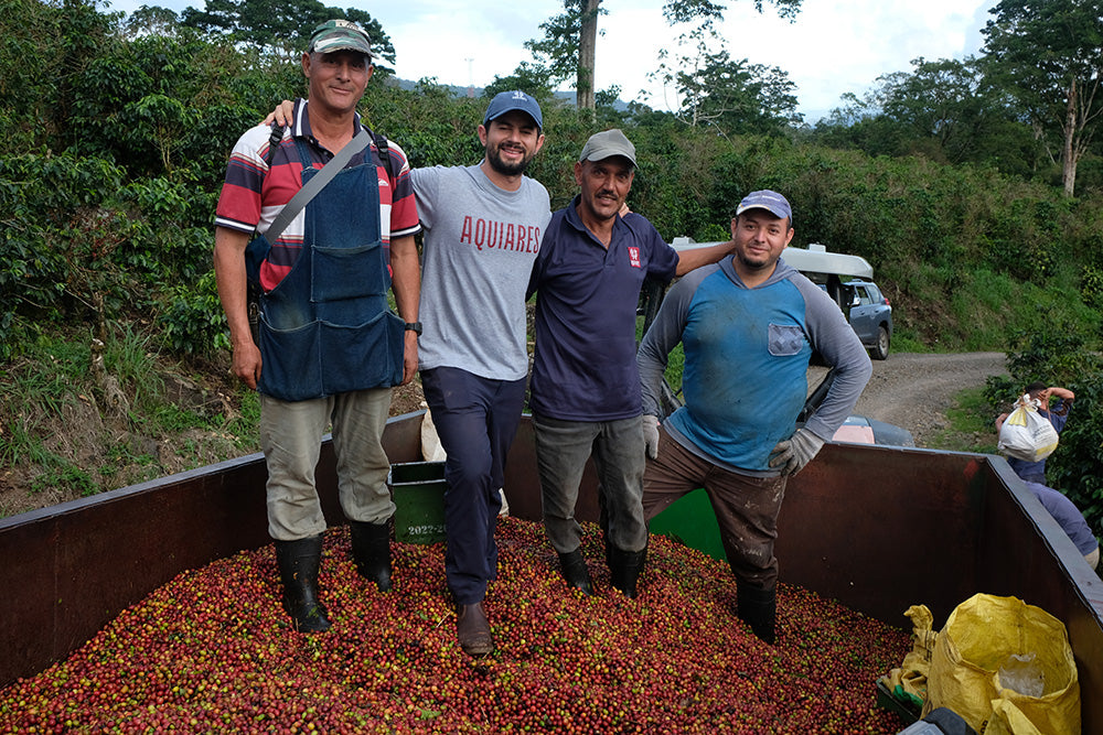 Vier Kaffeearbeiter stehen auf Anhänger voller roter Aquiares Costa Rica Kaffeekirschen vor grüner Plantage