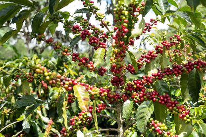 Dicht behangener Zweig mit roten und grünen Aquiares Costa Rica Kaffeekirschen in der Sonne auf der Plantage