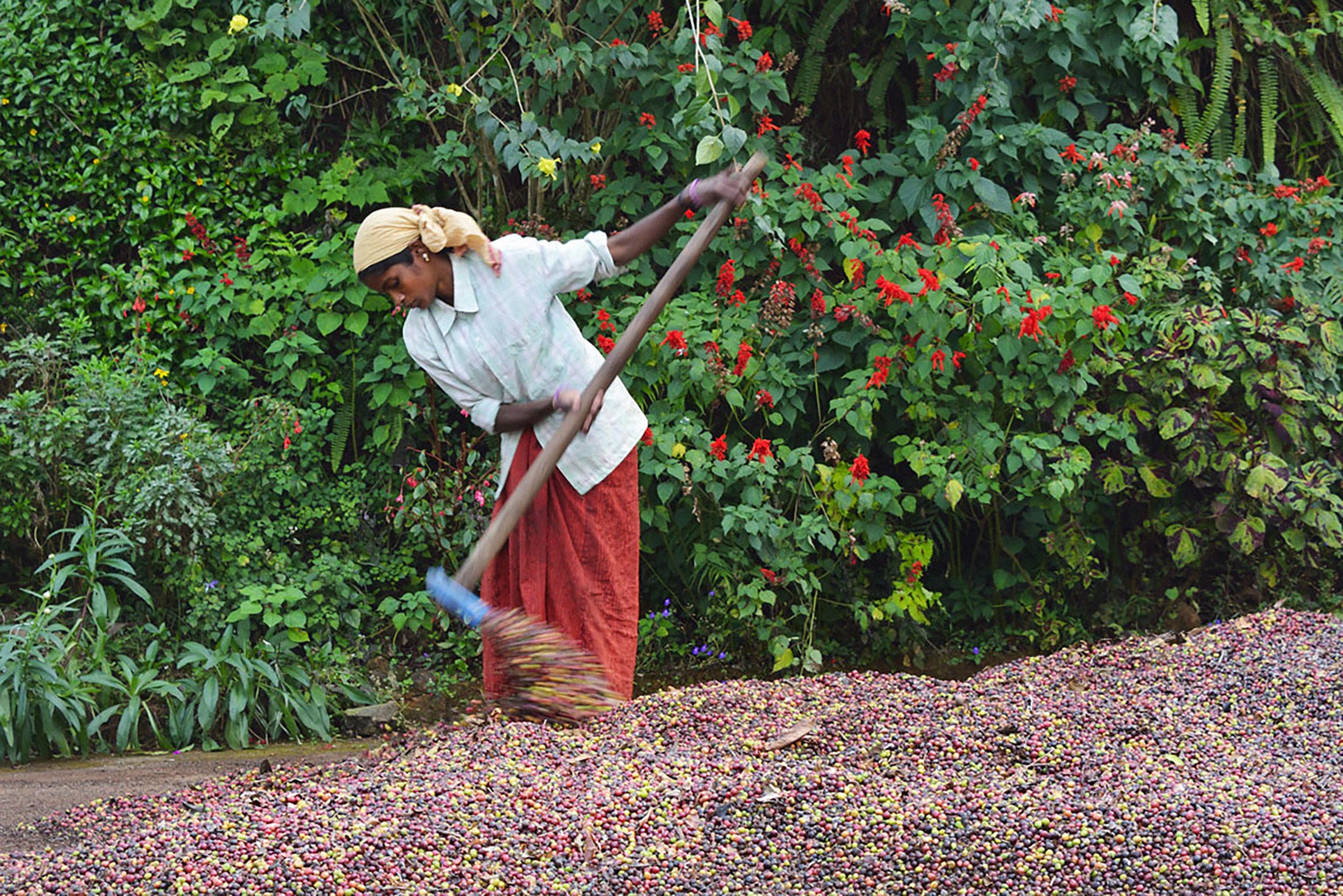 Malabar Monsooned Kaffee: Kaffeeplantage in Indien, Malabarküste: Kaffeefarmerin bei der Arbeit