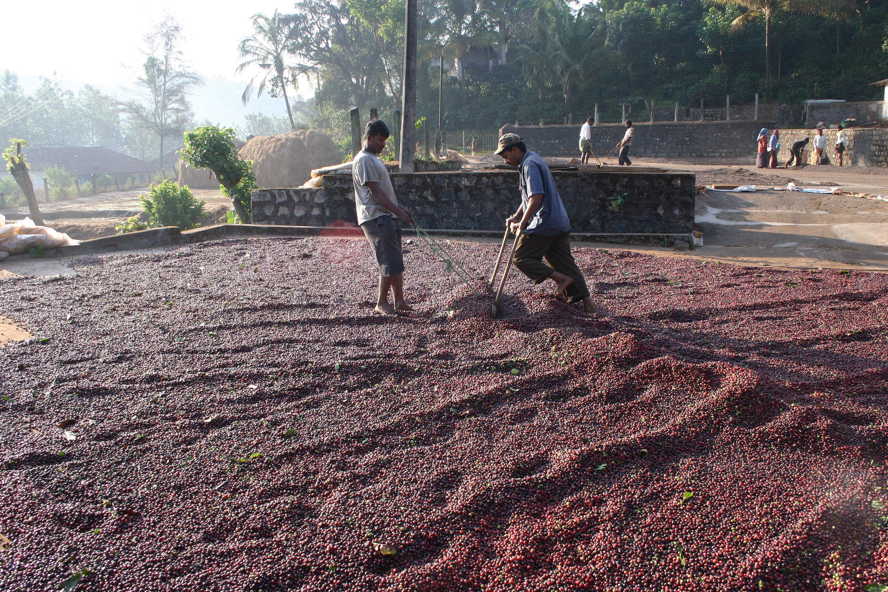 Nagambika Estate Kaffee, Kaffeeplantage in Indien, Karntaka: zwei Kaffeefarmer trocknen Kaffeekirschen