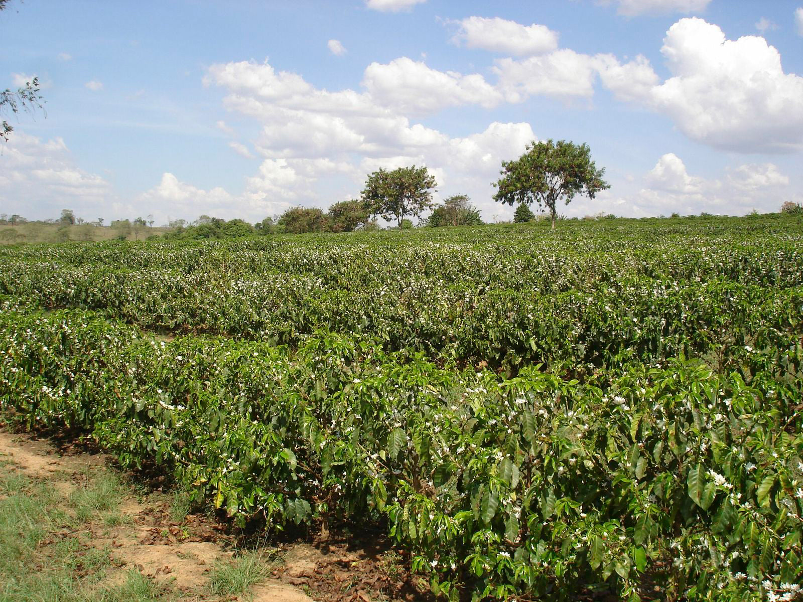 Nossa Senhora Kaffeeplantage in Brasilien, Cerrado Mineiro
