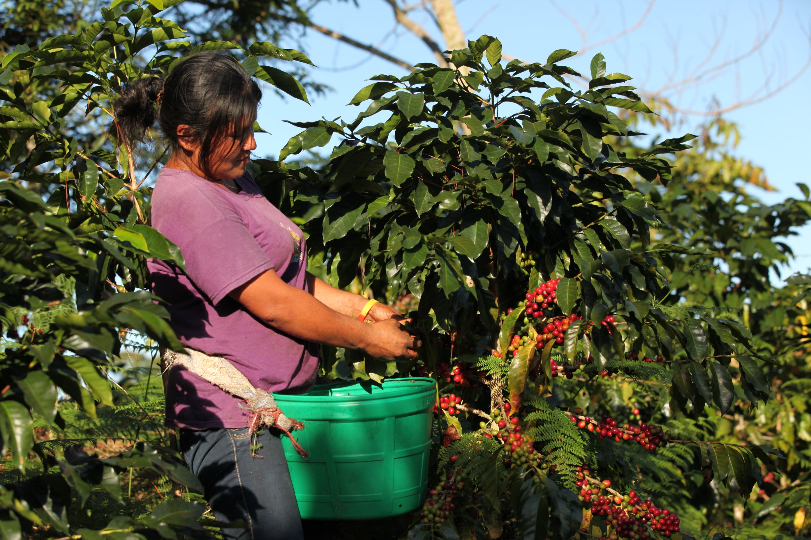 Pacha Mama_Kaffee Plantage in Peru, Chanchamayo: Kaffeefarmerin beim Kaffeekirschen ernten