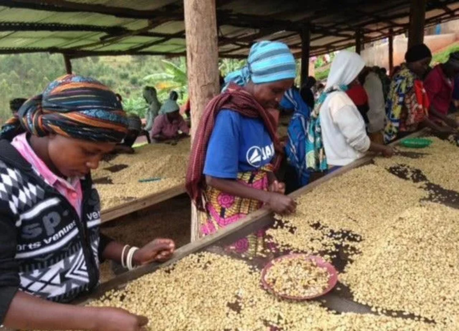 Planatagenbilder-Southern Province-Ruanda-Kaffeebäuerinnen bei der arbeit