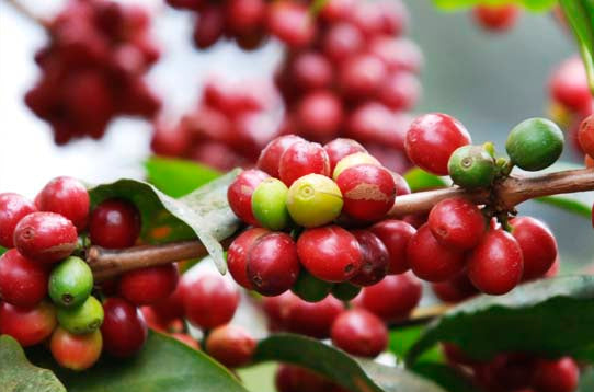 grüne und rote Kaffeekirschen an einer Kaffeepflanze