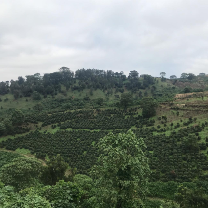 Kaffeeplantage in Tansania, Afrika
