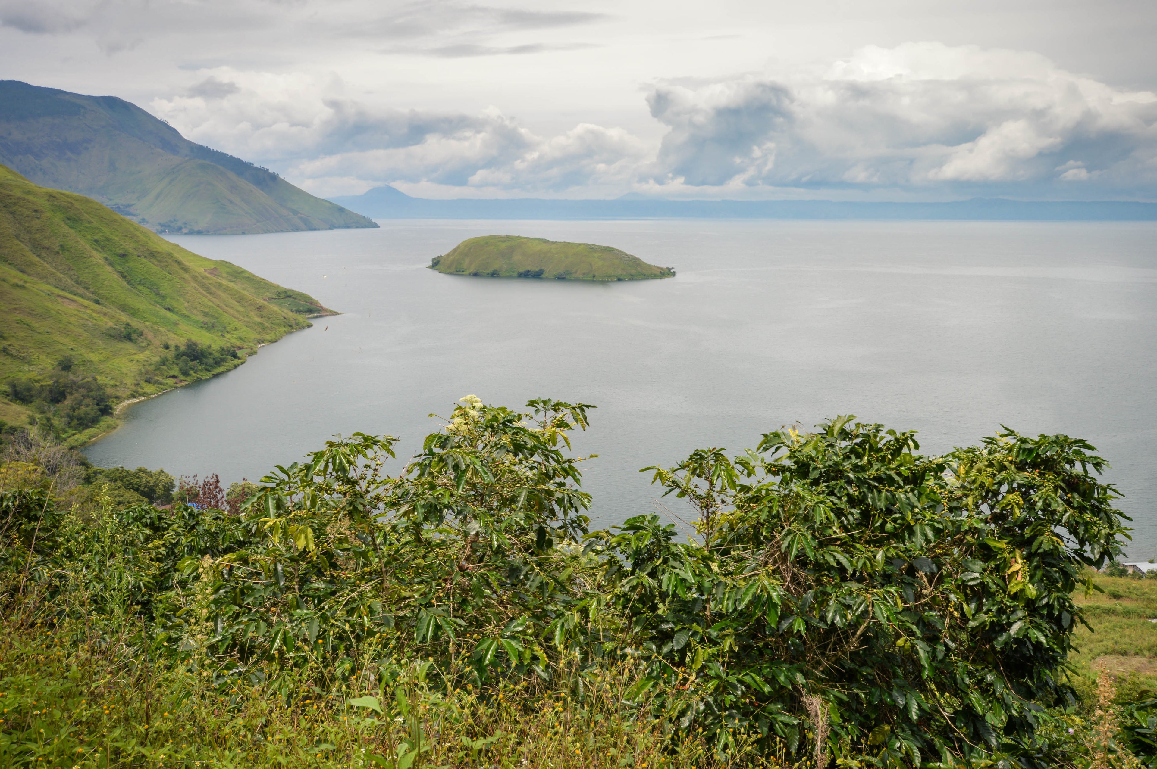Kaffeeplantage mit meer im hintergrund auf der insel sumatra, indonesien