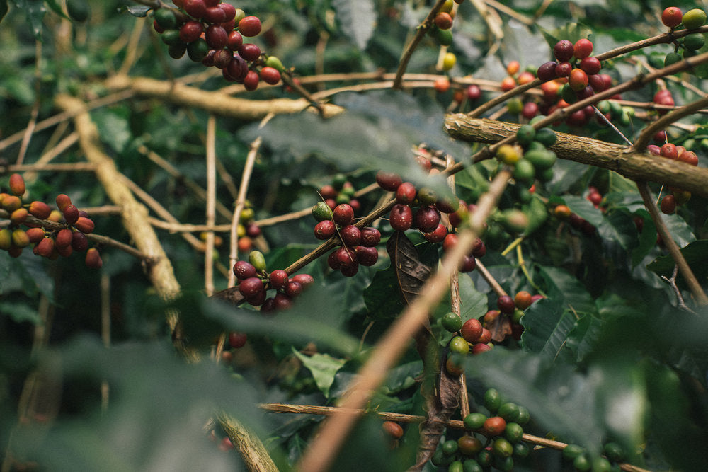 Raos Kaffeeplantage in Honduras, La Paz: Kaffeepflanze mi roten Kaffeekirschen