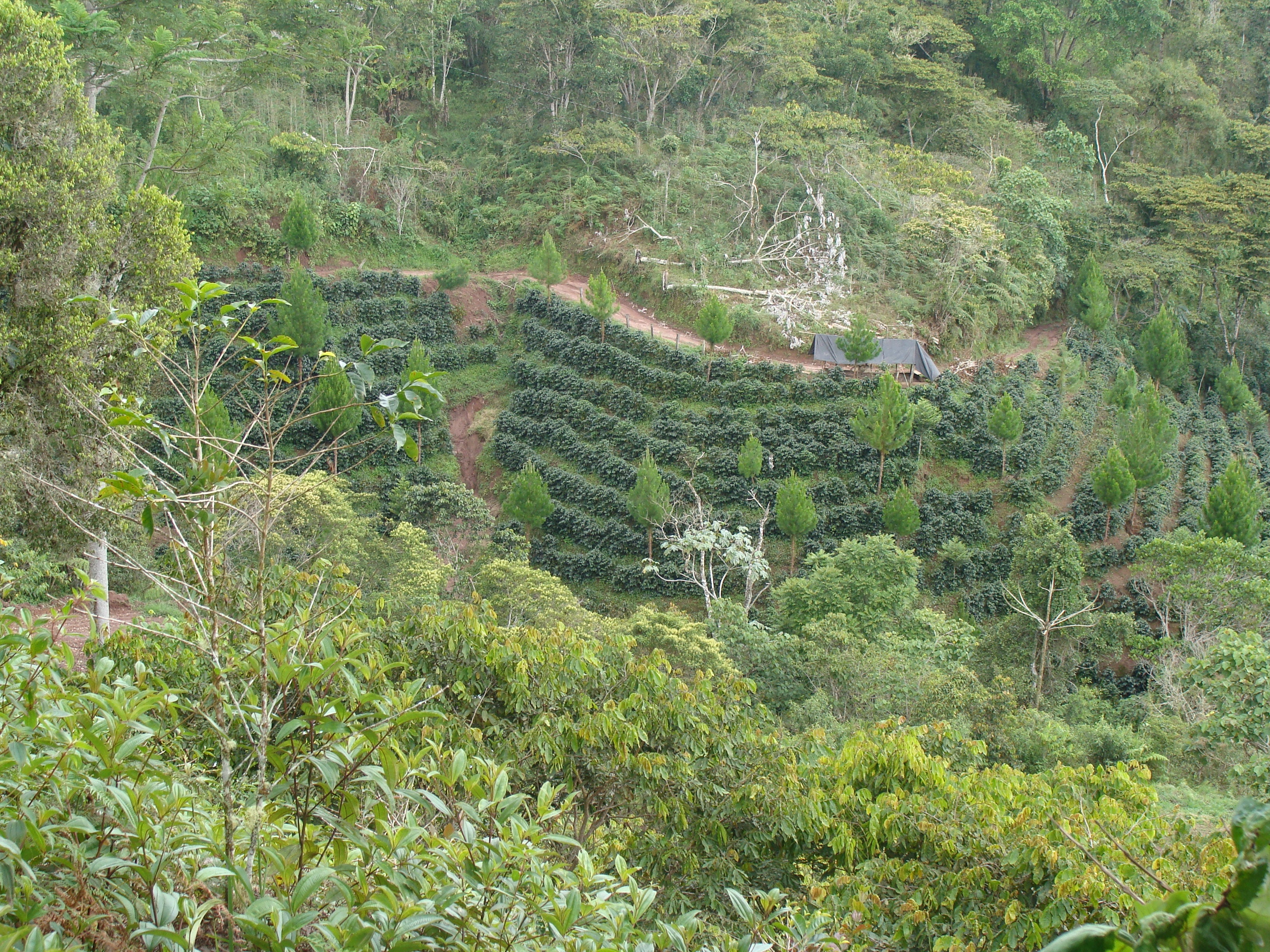 Serena-Kaffee: Kaffeeplantage in Peru