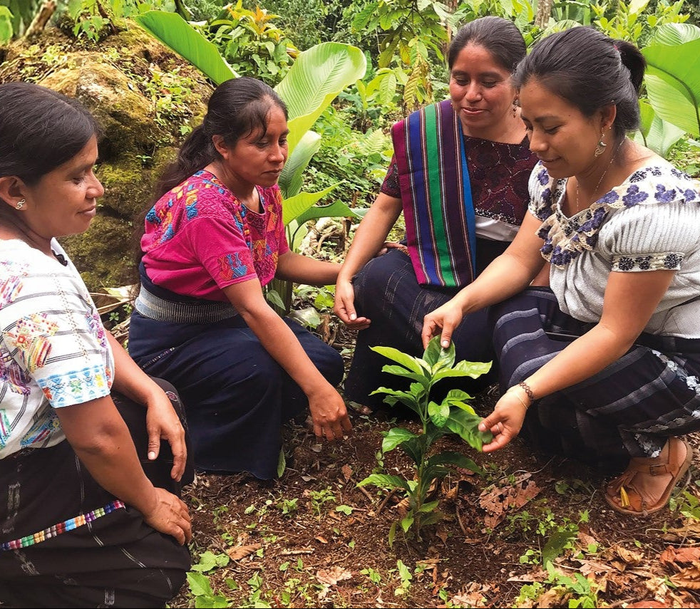 Kaffee der die Welt verändert: Frauen betrachten eine Kaffeepflanze auf einer Plantage in Peru 