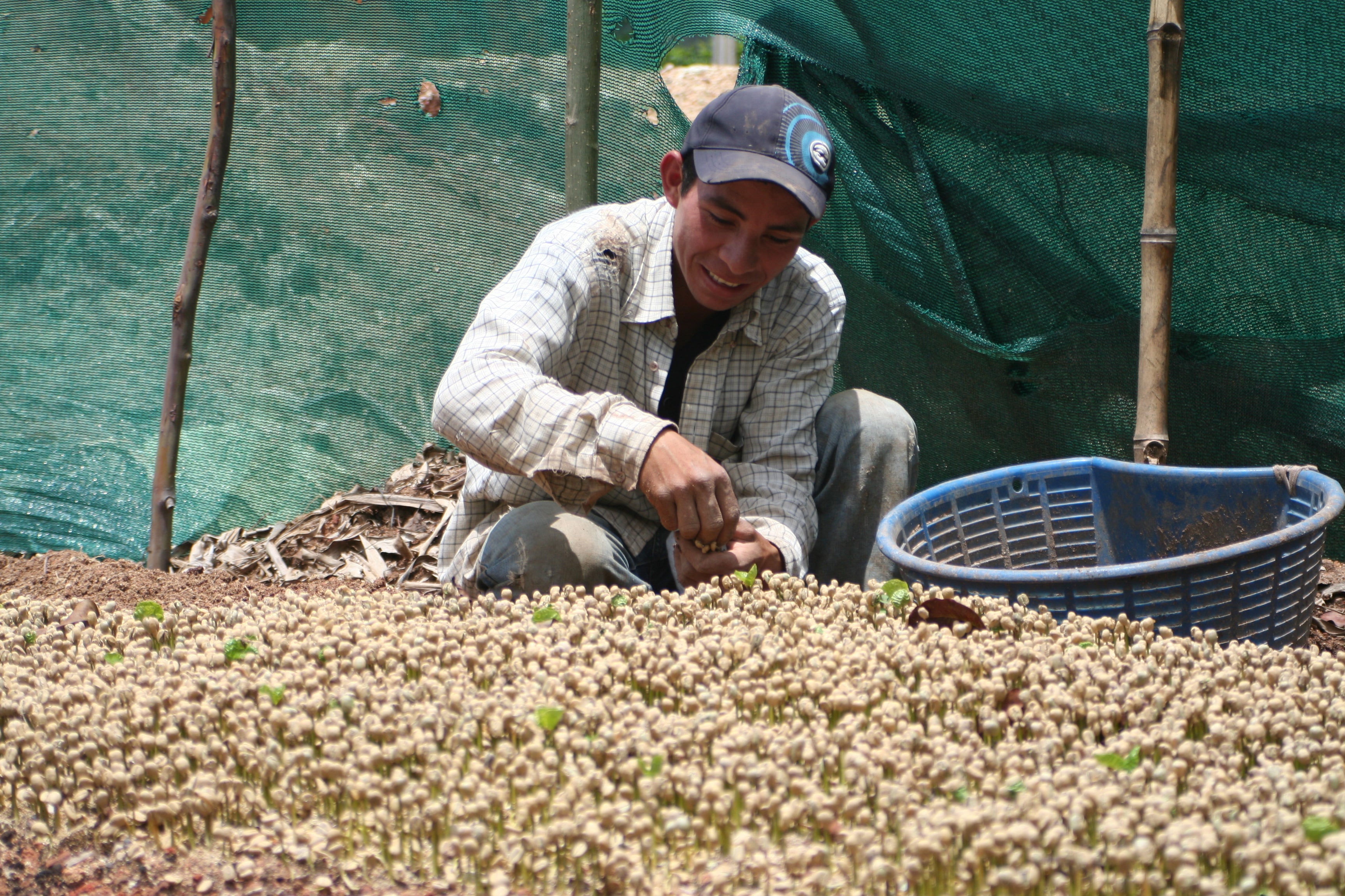 Kaffeefarmer bei der Arbeit auf der Santa Elena Kaffeeplantage in Tarrazú, Costa Rica